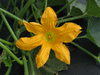 Cucurbita pepo Coloquinte plate ray�e; fleurs-M