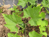 Cucurbita pepo Coloquinte plate raye; feuilles