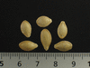 Cucurbita pepo Coloquinte plate rayée; graines