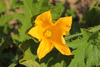 Cucurbita pepo Coloquinte plate rayée; fleurs-F