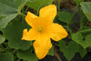 Cucurbita pepo Coloquinte plate rayée; fleurs-M