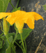 Cucurbita pepo Coloquinte plate rayée; fleurs-M