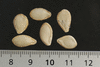 Cucurbita pepo Coloquinte balle blanche; graines