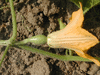 Cucurbita pepo Coloquinte œuf blanc; fleurs-F