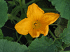 Cucurbita pepo Coloquinte œuf blanc; fleurs-M
