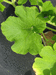 Cucurbita pepo Coloquinte œuf blanc; feuilles