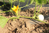 Cucurbita pepo Coloquinte œuf blanc; fleurs-F