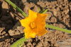 Cucurbita pepo Coloquinte œuf blanc; fleurs-F