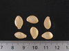 Cucurbita pepo Mini balle; graines