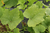 Cucurbita pepo Mini balle; feuilles