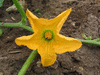 Cucurbita pepo F1 Gooligan; fleurs-F