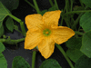 Cucurbita pepo F1 Gooligan; fleurs-M