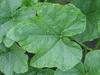 Cucurbita pepo F1 Gooligan; feuilles