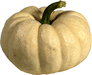 Cucurbita pepo F1 Gooligan; fruits