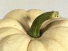 Cucurbita pepo F1 Gooligan; pedoncules