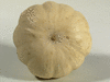 Cucurbita pepo F1 Gooligan; ombilics