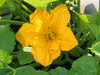 Cucurbita pepo Mandan; fleurs-M