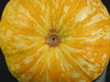 Cucurbita pepo Mandan; ombilics