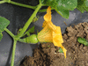 Cucurbita pepo Mandan; fleurs-F