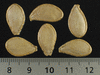 Cucurbita pepo Mandan; graines
