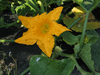 Cucurbita pepo Paydon family heirloom; fleurs-M
