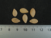 Cucurbita pepo Griffes du diable; graines