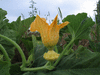 Cucurbita pepo Griffes du diable; fleurs-F