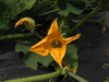 Cucurbita pepo Griffes du diable; fleurs-M