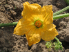 Cucurbita pepo Griffes du diable; fleurs-F