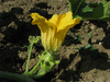 Cucurbita pepo Griffes du diable; fleurs-F