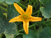 Cucurbita pepo Makaronowa warszawska; fleurs-M