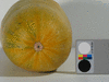 Cucurbita pepo Makaronowa warszawska; ombilics