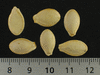 Cucurbita pepo Makaronowa warszawska; graines