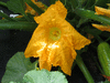 Cucurbita pepo Delicata bush; fleurs-M