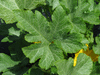 Cucurbita pepo Delicata bush; feuilles
