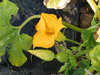 Cucurbita pepo F1 Early acorn; fleurs-M