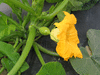 Cucurbita pepo F1 Early acorn; fleurs-F