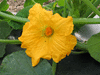 Cucurbita pepo F1 Early acorn; fleurs-F