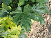 Cucurbita pepo F1 Early acorn; feuilles