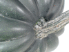 Cucurbita pepo F1 Early acorn; pedoncules