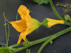 Cucurbita pepo Indian mix; fleurs-F