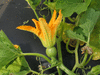 Cucurbita pepo Mt. Pima Calabaza Vavuli; fleurs-F