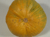 Cucurbita pepo Mt. Pima Calabaza Vavuli; ombilics