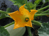 Cucurbita pepo Blanche de Virginie; fleurs-M