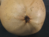 Cucurbita pepo Blanche de Virginie; ombilics