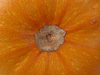 Cucurbita pepo Ronde de Nice; ombilics