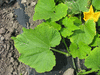 Cucurbita pepo Tarahumara; feuilles