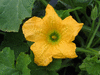 Cucurbita pepo Mandan orange; fleurs-M