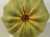 Cucurbita pepo Calabaza mercado verde; ombilics