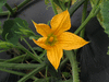 Cucurbita pepo Dancing gourd (or spinning gourd); fleurs-M